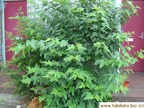 A very healthy mulberry tree