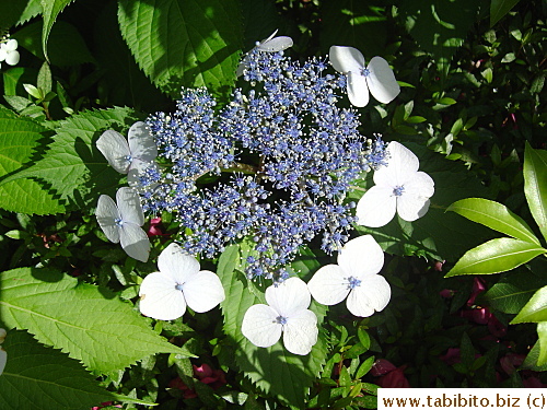 A cluster of micro buds open up into big flowers