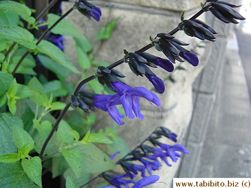Purple flowers