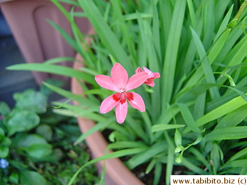 Dainty little flower and gorgeous color