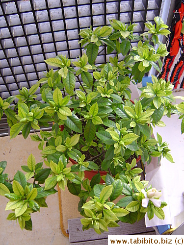 The first gardenia bud for 2004. Although it is not fully opened yet, the fragrance is already strong and fantastic