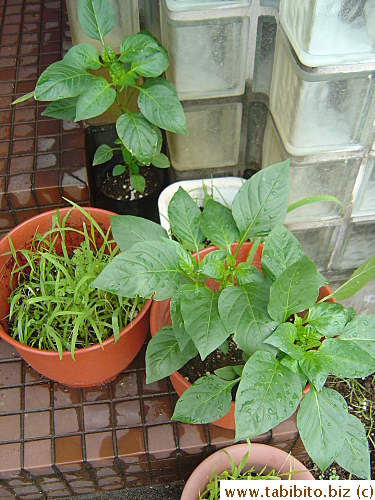 I'm growing bell peppers this summer. The grass, grown from fallen bird feed, is for Daifoo to snack on