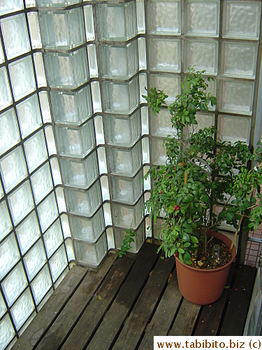 Downstairs balcony and my number one favorite plant, orange jasmine