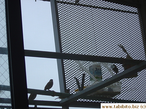 There're seven sparrows by the feeder, including those obscured by the bar and the one hanging on the screen