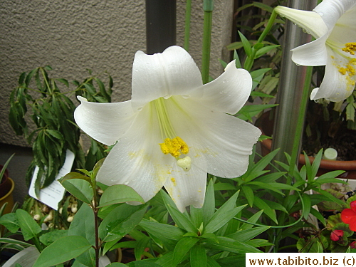 An elegant lily