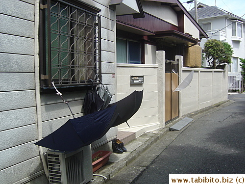 Common sight during rainy season--umbrellas drying