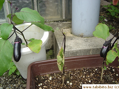 My veggie garden corner with a grand total of two eggplant plants. A third one died the day it was transplanted into the pot