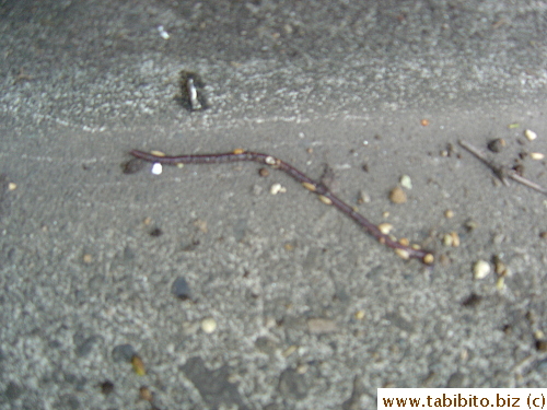 This earth worm somehow got out of the soil and wriggling madly on dry ground. Lucky it met me before a bird saw him