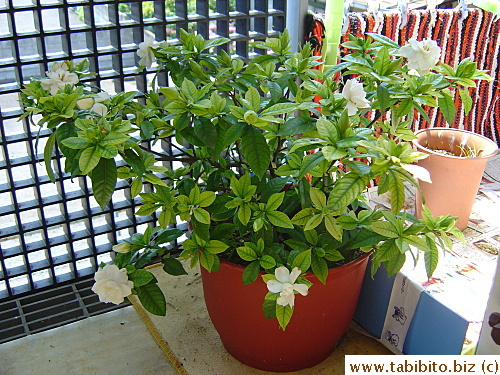 My beautiful gardenia is blooming healthily