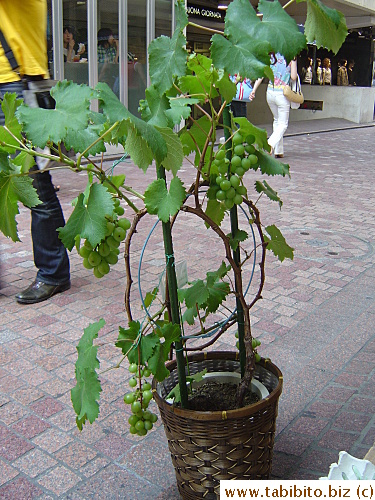 Anyone wants to plant a grape tree?  It comes with big bunches of grapes, courtesy of a nursery in Shibuya