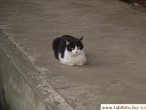 A cat found resting on the ground
