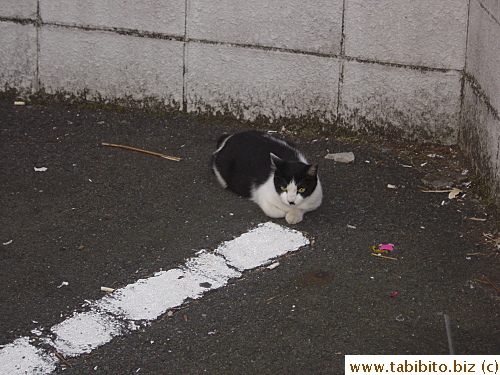 Stray cat in a parking garage