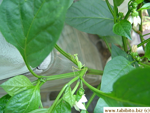 This little guy takes shelter in my green pepper plant