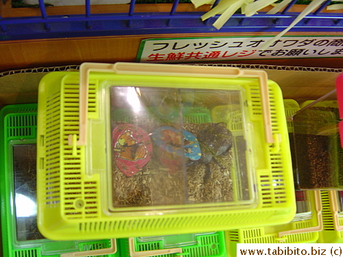 A giant beetle sold as pet