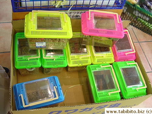 Insects for sale in a veggie shop