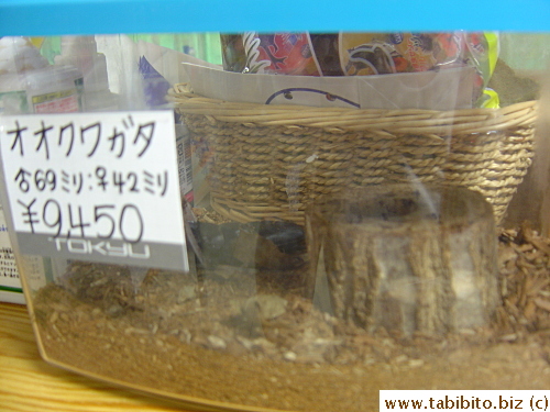 The reflection makes it hard to see, but there are a male and female beetle in the cage, about US$90 (doesn't say if its for the pair or just one)