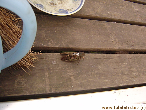 Japanese cicada