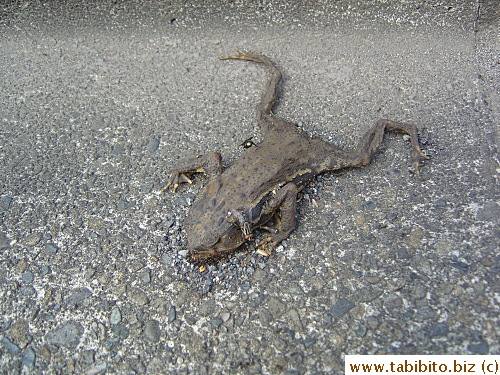 A dead toad on the street near our apt