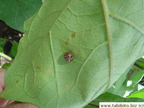 A ladybug on an eggplant leaf