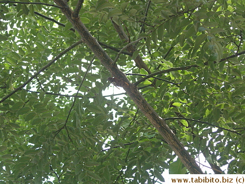 Cicadas are everywhere in summer in Japan