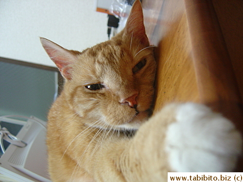 Relaxing on the dining table