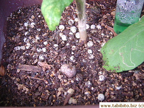 Empty sparrow egg shell in my eggplants pot