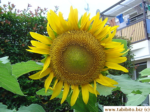 A huge huge sunflower, bigger than my head