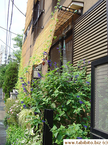 A pair of glass windchimes and straw screen dress this window with a Japanese theme