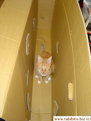 Before I had completely hoisted my bike out of the box Daifoo had succeeded squeezing into it. He is so obsessed with boxes that it's like a disease