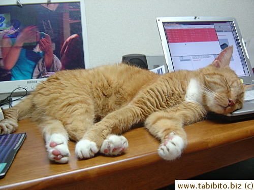 Daifoo taking a nap on KL's laptop while we waited for the broadcast of the Olympics to begin on my computer