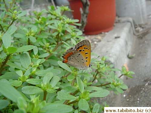 A colorful moth (butterfly?)