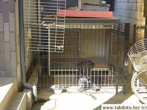 This poor dog which lives around the corner from our apt is confined in a tiny caged area next to the house CHAINED, inside which is ANOTHER even smaller cage. No wonder it looks so sad