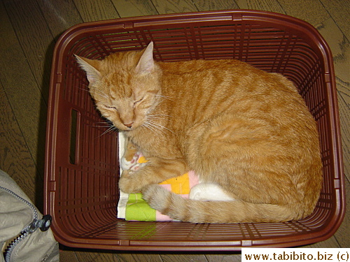 Daifoo testing the comfort level of the basket