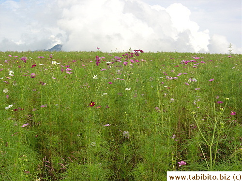 14:00pm. We came to the foot of this hill to look at cosmos