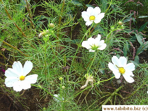 White cosmos