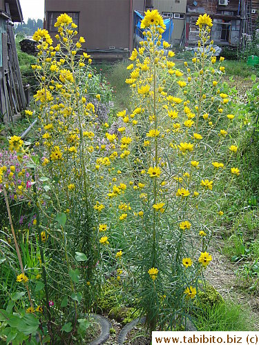 Love yellow flowers