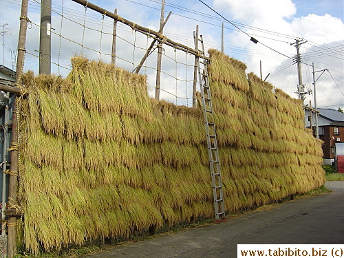 Harvested rice stalks form a wall on the driveway of the sake making compound