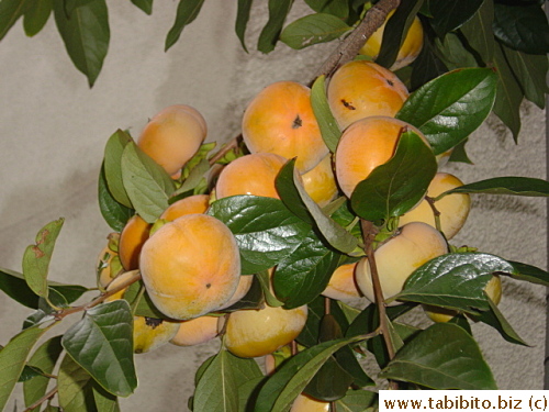 If people don' eat these persimmons, birds will
