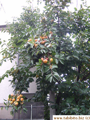 Persimmon trees are not uncommon in people's yards