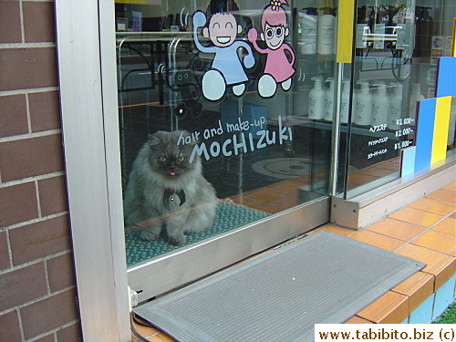 This kanban cat in a shop enjoys watching people