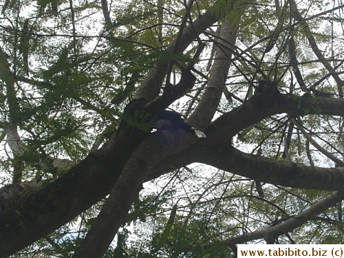 A big black bird with a white head and beak on a tree inside the Sheraton hotel compound