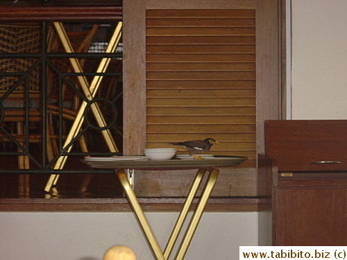 These birds flew into the breakfast restaurant every morning. The bold ones even landed on tables and chairs