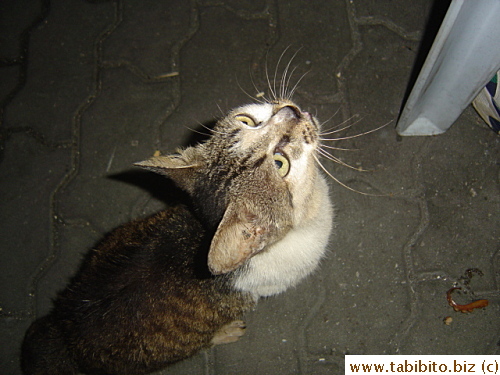 This cat would not leave us alone for the entire meal. It wouldn't eat the squid but loved the crab, so finicky!