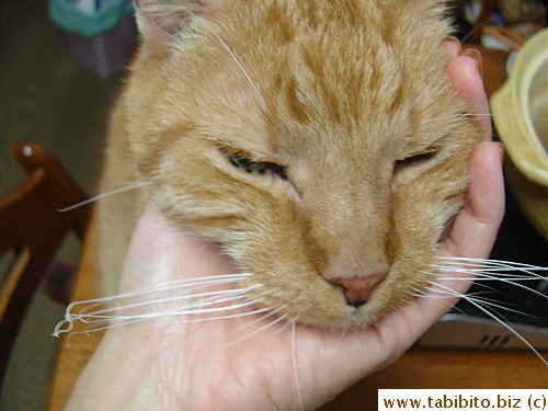 Hotpot dinner is hazardous to cats