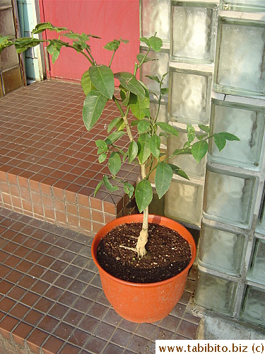 My newly-acquired plant: a lemon tree