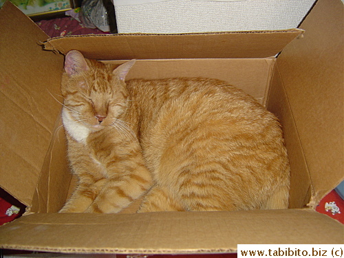 As soon as I took the gifts out of the box they came in, Daifoo jumped inside to take a nap.  Never miss any chance with boxes, ain't that right, Daifoo?