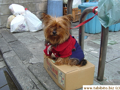 This dog is not camera-shy