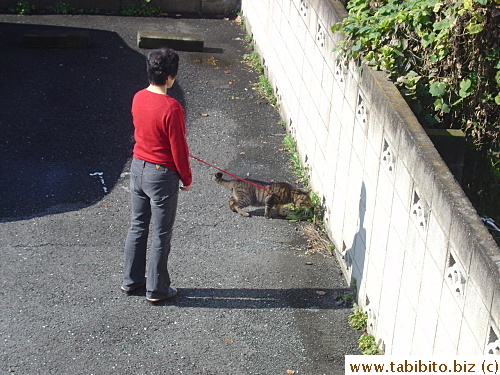 This cat wants to explore yet looks afraid