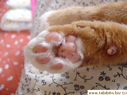 Daifoo's paws full of moles