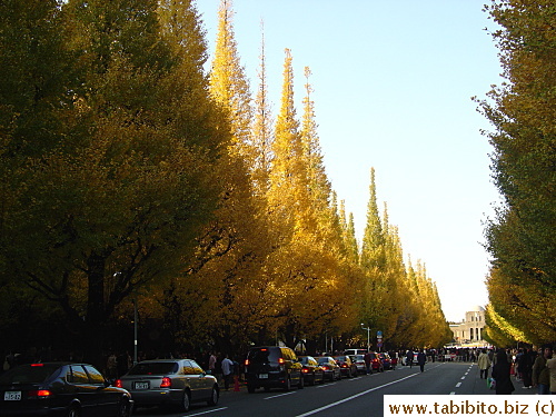 Ichonamiki Street lined with ginkgo trees on either side